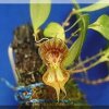 ORCHIDEES DU FENOUILLEDES
