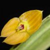 ORCHIDEES DU FENOUILLEDES