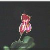 ORCHIDEES DU FENOUILLEDES