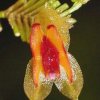 ORCHIDEES DU FENOUILLEDES