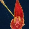 ORCHIDEES DU FENOUILLEDES