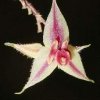 ORCHIDEES DU FENOUILLEDES