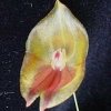 ORCHIDEES DU FENOUILLEDES