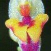 ORCHIDEES DU FENOUILLEDES