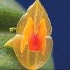 ORCHIDEES DU FENOUILLEDES