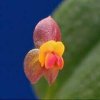 ORCHIDEES DU FENOUILLEDES