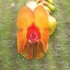 ORCHIDEES DU FENOUILLEDES