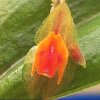 ORCHIDEES DU FENOUILLEDES