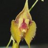 ORCHIDEES DU FENOUILLEDES