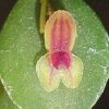 ORCHIDEES DU FENOUILLEDES