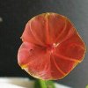 ORCHIDEES DU FENOUILLEDES