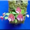 ORCHIDEES DU FENOUILLEDES