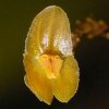 ORCHIDEES DU FENOUILLEDES