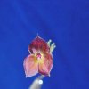 ORCHIDEES DU FENOUILLEDES