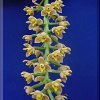 ORCHIDEES DU FENOUILLEDES