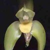 ORCHIDEES DU FENOUILLEDES