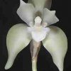 ORCHIDEES DU FENOUILLEDES