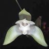 ORCHIDEES DU FENOUILLEDES