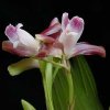 ORCHIDEES DU FENOUILLEDES