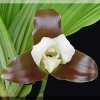 ORCHIDEES DU FENOUILLEDES