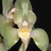 ORCHIDEES DU FENOUILLEDES