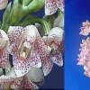 ORCHIDEES DU FENOUILLEDES