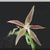 ORCHIDEES DU FENOUILLEDES