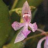 ORCHIDEES DU FENOUILLEDES