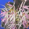 ORCHIDEES DU FENOUILLEDES