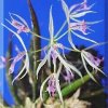 ORCHIDEES DU FENOUILLEDES