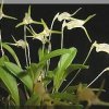 ORCHIDEES DU FENOUILLEDES