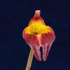 ORCHIDEES DU FENOUILLEDES