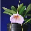 ORCHIDEES DU FENOUILLEDES