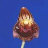 ORCHIDEES DU FENOUILLEDES