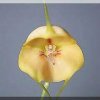ORCHIDEES DU FENOUILLEDES