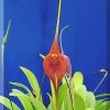 ORCHIDEES DU FENOUILLEDES