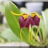ORCHIDEES DU FENOUILLEDES