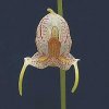 ORCHIDEES DU FENOUILLEDES