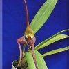 ORCHIDEES DU FENOUILLEDES