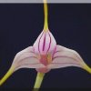 ORCHIDEES DU FENOUILLEDES