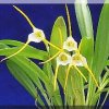 ORCHIDEES DU FENOUILLEDES