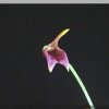 ORCHIDEES DU FENOUILLEDES