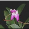 ORCHIDEES DU FENOUILLEDES