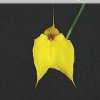ORCHIDEES DU FENOUILLEDES
