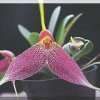ORCHIDEES DU FENOUILLEDES