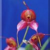 ORCHIDEES DU FENOUILLEDES
