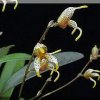 ORCHIDEES DU FENOUILLEDES