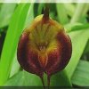 ORCHIDEES DU FENOUILLEDES