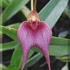 ORCHIDEES DU FENOUILLEDES