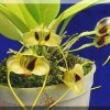 ORCHIDEES DU FENOUILLEDES